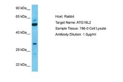 ATG16L2 Rabbit anti-Human, Polyclonal, Novus Biologicals 0.1 mL | Buy Online | Novus Biologicals | Fisher Scientific